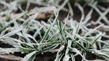 Yeşil buğday fidanlarına düşen buz, kış tarlaları