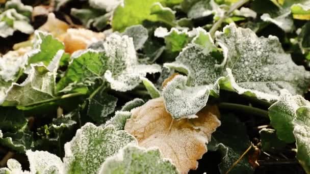 Frost on the leaves of winter rapeseed. Leaves of winter rape. Green leaf of winter rape. Snow on a green leaves of rape. — Stock Video