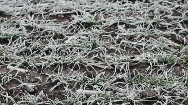 Vorst op tarwezaailingen. Gras bedekt met witte vorst. Bevroren gras op het veld op de koude winterochtend. IJskristal op een weide — Stockvideo