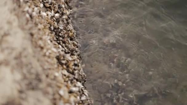 Брызги морских волн на скале, на которой много моллюсков. Множество раковин мидий на скалах возле озера — стоковое видео