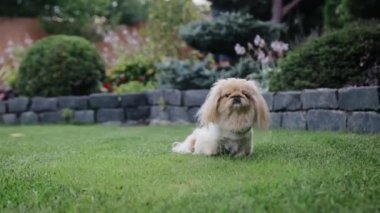 Cutest little pedigree pekingese dog resting on a lawn, looks at camera. Dog treats, snacks for pets