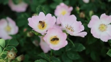 Bir bal arısı bir bahçe çiçeğini döller. Bir arı çiçekten nektar toplar Bud. Bir arı, yabani pembe çiçekten bal nektarı ve polen toplar.