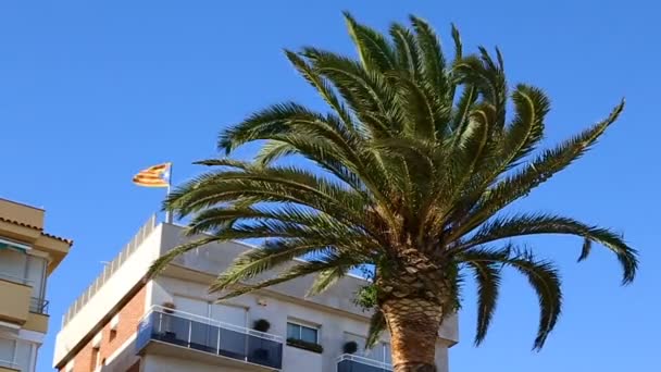 Lloret Mar Costa Brava 西班牙加泰罗尼亚 棕榈附近的加泰罗尼亚旗 — 图库视频影像