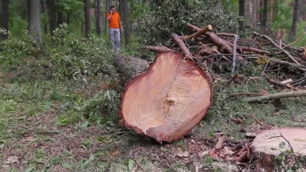 潘射中了那棵刚被砍倒的木树干树.被砍倒的树干全景木柴砍伐树干原木刚刚被砍伐准备交付。木材厂 — 图库视频影像