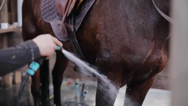 Мытье лошади водяным шлангом в замедленной съемке. Крупный план коричневой лошади в фокусе наслаждаясь спреем воды в солнечный день в конюшне. Лошадь с бокового вида. — стоковое видео