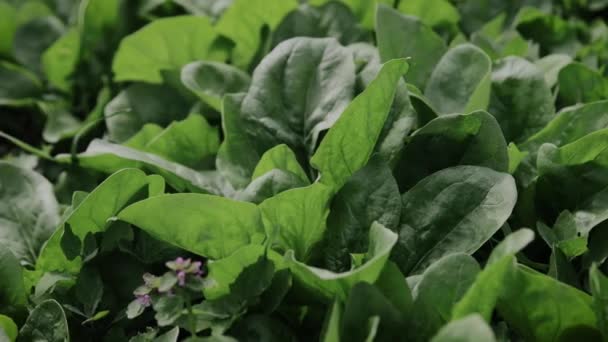 Zelené listy špenátu a čerstvého salátu na plantáži — Stock video