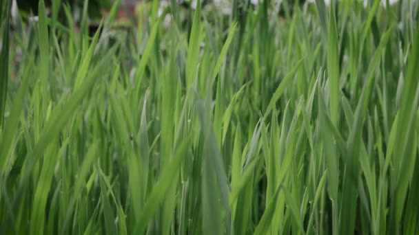 Campo de trigo Cultivo de cereales. Planta de centeno verde fresca Crecer Naturaleza temporada de primavera. Alimentos para la jardinería, grano agrícola, cultivos de cobertura, cultivos forrajeros. Ecología, cambio climático — Vídeo de stock