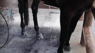 Ağır çekimde attan akan su. Atı yıkıyorum. Bir ata bakmak..