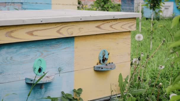Včely před úly, spořitelny, včely, včely, zemědělství, produkce medu, ekologické, příroda, pohyb fotoaparátu, — Stock video