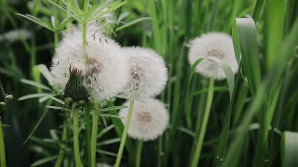 Hermosos dientes de león blancos esponjosos. Diente de león común Taraxacum officinal. Semillas de diente de león a la luz del sol. Fondo de primavera de naturaleza verde natural borrosa. Flor de diente de león florecido crece de la hierba. Macro — Vídeo de stock