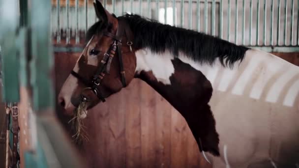 Породистая арабская лошадь в конюшне кормится сеном или соломой. Уход за лошадью. — стоковое видео