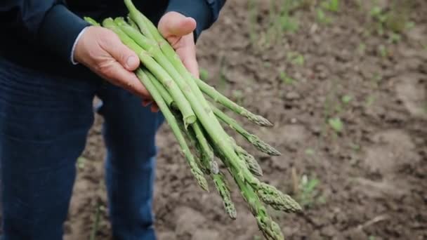 Male farmer holds sprouts of fresh asparagus, stands on a field — Αρχείο Βίντεο