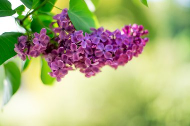 Bahar leylağı çiçekli yeşil dal