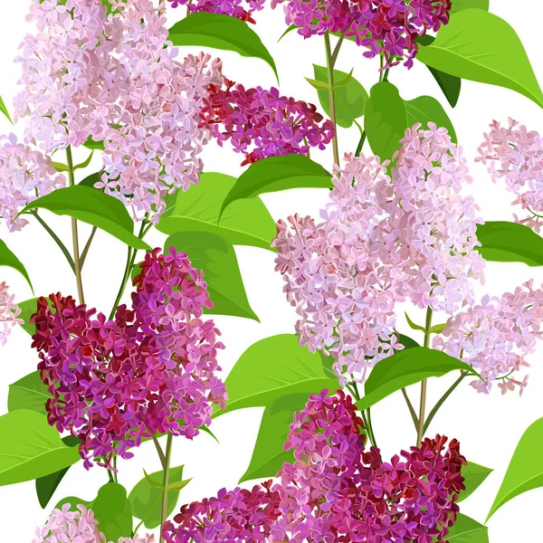 Fleurs Printemps Lilas Sur Fond Blanc Motif Sans Couture Images — Image vectorielle