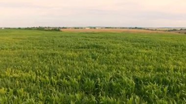 Mısır bir alanın üzerine uçuş