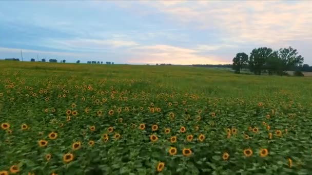 El vuelo sobre un campo de girasoles — Vídeos de Stock