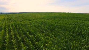 Mısır bir alanın üzerine uçuş