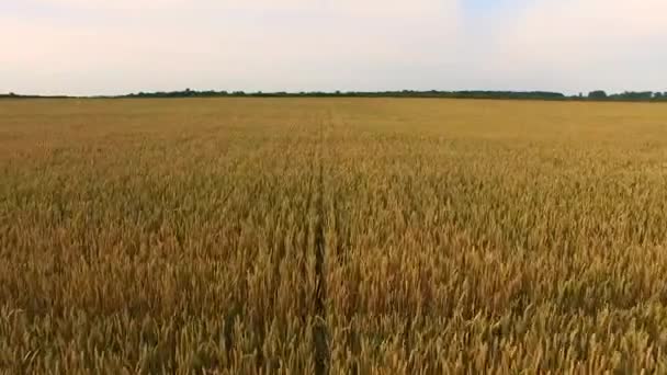 Volando sobre el campo — Vídeo de stock