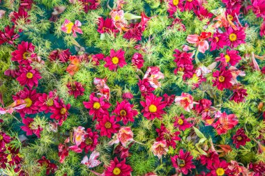 Doku çiçek pembe veya kırmızı