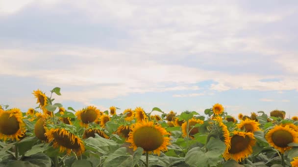 Panorama de girasoles — Vídeo de stock