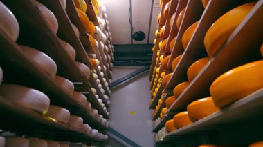 Buzdolabındaki ahşap raflarda farklı çeşitteki peynirlerin depolanması. Deponun raflarında peynir var..