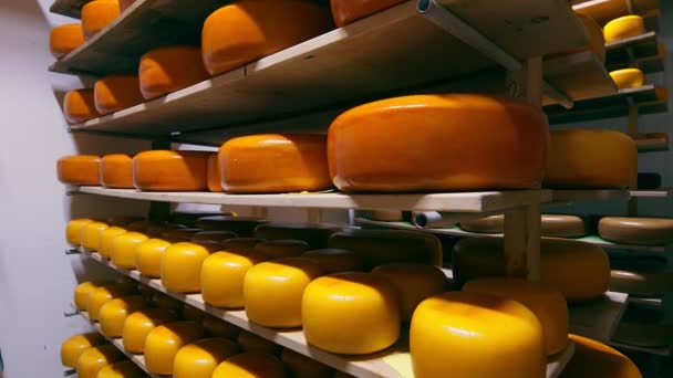 Skladování sýrů různých odrůd na dřevěných policích v chladničce. Sýr na policích skladovací komory. — Stock video