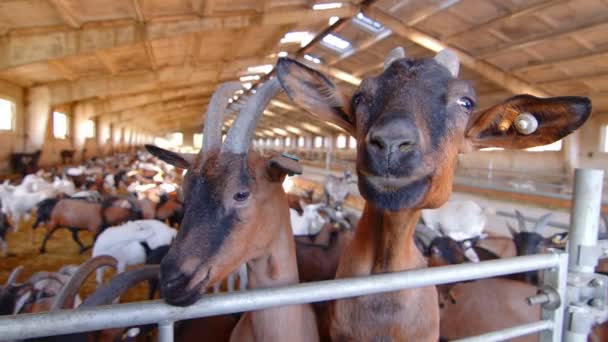 Keçi çiftliğindeki iki keçi kameraya yakından bakıyor. Keçili büyük bir çiftlik.. — Stok video