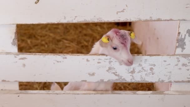 Un bambino bianco guarda oltre la recinzione della fattoria. Un allevamento di capre. Crescere bambini piccoli. Grande allevamento di capre e bovini. Capre che camminano in fattoria. — Video Stock