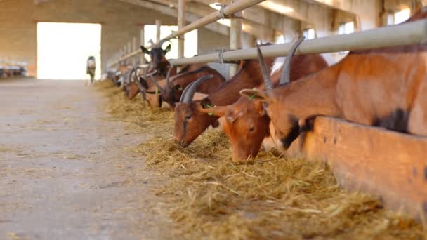 Keçiler büyük bir keçi çiftliğinde saman yiyorlar. Kahverengi kokulu saman tadarken — Stok video