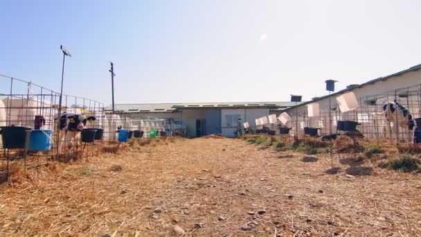 Granja ganadera. Pequeño ternero en la granja. Vivero con terneros pequeños en una granja lechera. Un pequeño ternero mira a la cámara — Vídeos de Stock