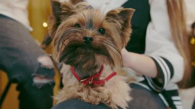 Yorkshire Teriyeri bir kızın elini okşuyor. Çocuklar köpeğe bayılır..