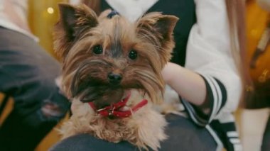 Yorkshire Teriyeri bir kızın elini okşuyor. Çocuklar köpeğe bayılır..