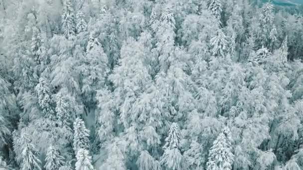 Vista aerea dall'alto di alberi ghiacciati coperti di neve e gelo. Volo sopra boschi bianchi. Bellissimo sfondo invernale. Cime degli alberi congelate. — Video Stock