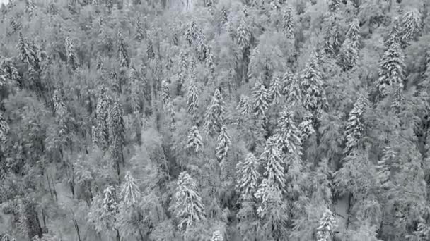 Bovenaanzicht vanuit de lucht van bevroren bomen bedekt met sneeuw en vorst. Vlucht over witte bossen. Prachtige winterachtergrond. Bevroren boomtoppen. — Stockvideo