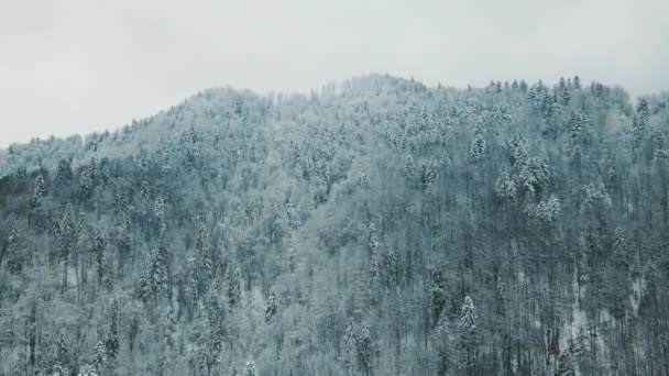 Piękny krajobraz zimowych gór i pokrytych śniegiem drzew. Wierzchołki drzew pokryte są białym lodem z silnego mrozu. Latać nad górami zimą. Drzewa są pokryte śniegiem. — Wideo stockowe