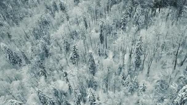 Flygfoto över snötäckta frusna träd täckta med snö och frost. Flyg över vita skogar. Vacker vinter bakgrund. Frysta trädtoppar. — Stockvideo