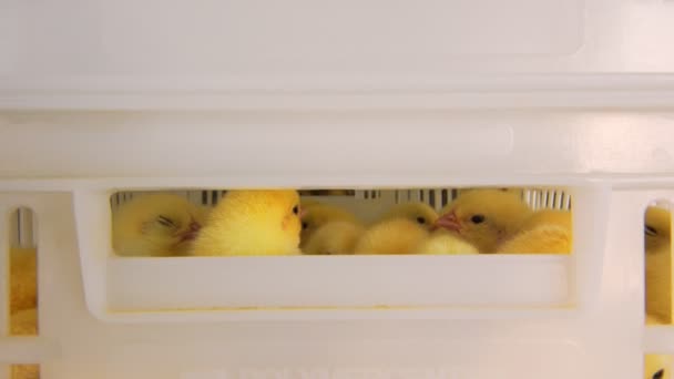 Hodowla drobiu i kurczaków. Małe kurczaki w kontenerach do transportu. Hodowla przemysłowa i transport małych kurcząt w plastikowych pojemnikach. — Wideo stockowe