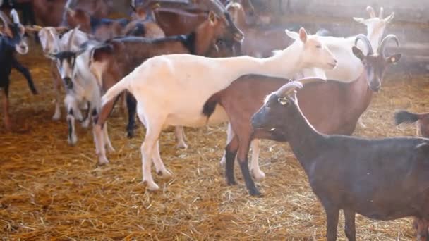 Keçi çiftliği. Çiftlikteki keçiler samanla süslenmiş. Arka planda havada saman parçacıkları uçuşuyor. Keçiler izliyor. — Stok video