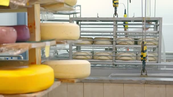 우크라 이나 Lviv 10.03.2021 치즈 생산. 그 일꾼 은물 목욕장에서 치즈를 꺼내어 먹는다. 치즈의 퇴화. 치즈 산업 생산. — 비디오