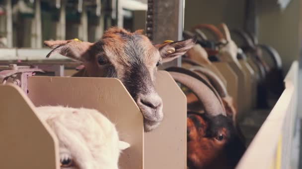 Goat looking at the camera. Goat farm and goats waiting for the morning milking of goat s milk. — Stock Video