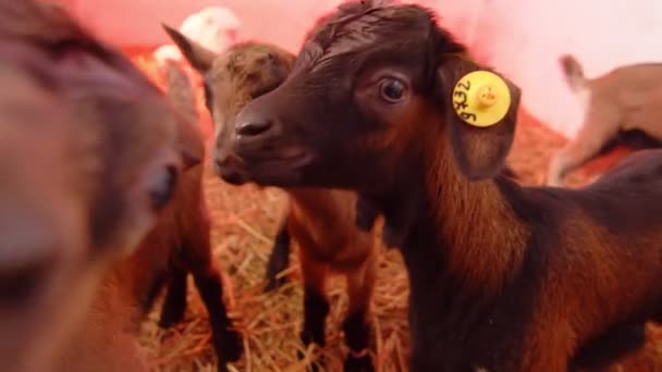 Stor djuruppfödning för getter och nötkreatur. Getter som går på gården. — Stockvideo