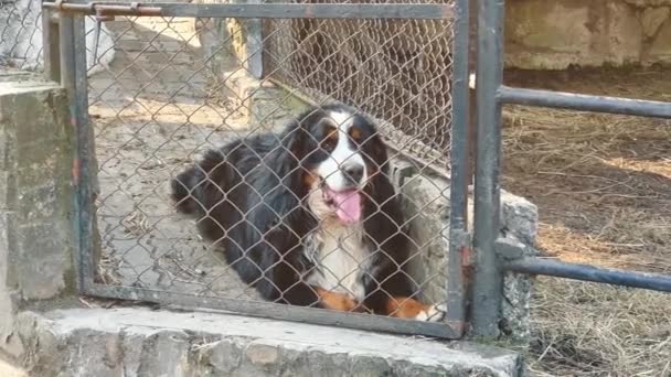 Bölgeyi koruyan köpek metal bir çit ağının arkasında yerde oturuyor. Dilini dışarı çıkaran siyah ve beyaz bir köpek. Çitin arkasındaki köpek.. — Stok video