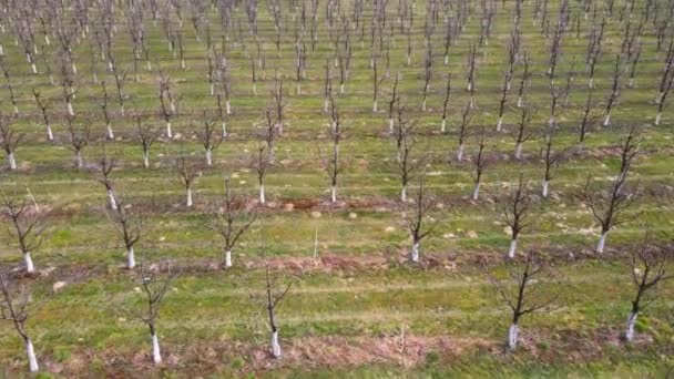 Vista aérea del huerto de manzanas a principios de primavera. Árboles que aún no han florecido hojas verdes. Jardín de primavera. — Vídeo de stock