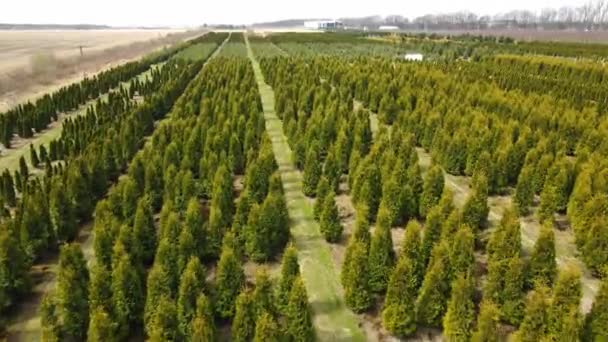 Agro-industrieller Komplex, in dem grüne Thuja angebaut wird. Anbau von Weihnachtsbäumen, Tannen und anderen Nadelbäumen für den Gartenbau. Ökokonjunktur aus der Luft — Stockvideo