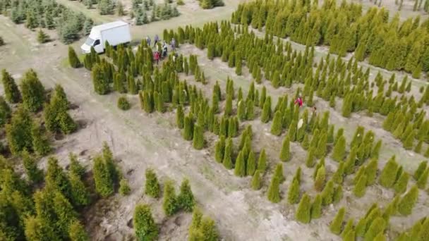 I lavoratori del complesso agro-industriale si prendono cura di conifere in crescita e thuja per il paesaggio. — Video Stock