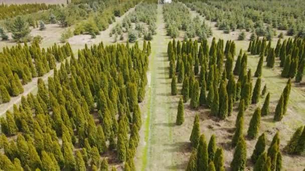 Vista aérea Plántulas de Thuja cultivadas a escala industrial. Campo con plántulas de coníferas. Sector agrario — Vídeo de stock