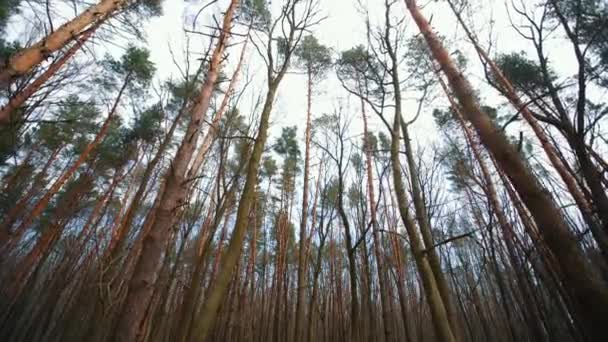 曇りの森の松。木の間のカメラの動き. — ストック動画