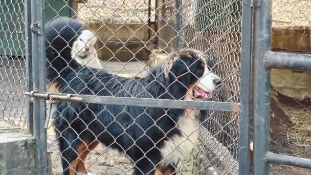 Il cane che sorveglia l'area si siede a terra dietro una rete di recinzione metallica. Cane bianco e nero che sporgeva la lingua. Il cane dietro la recinzione. — Video Stock