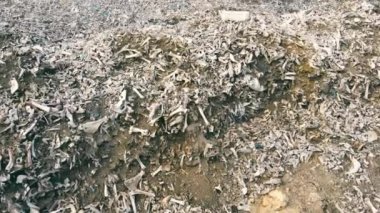 Çöp dağları ve ölü hayvanların kalıntıları. Büyük bir çöp yığını üzerinde ölü hayvanların kemikleri..