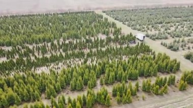 Havadan görünüşlü kozalaklı ağaçlar büyük ölçekte büyüyor. Çevreyi düzenlemek için kozalaklı ağaçlar ve thuja. Kozalaklı ağaçların endüstriyel yetiştirilmesi.